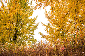 Obraz premium Beautiful leave and tree in a park,yellow,orange, green, red colors and autumn landscape.