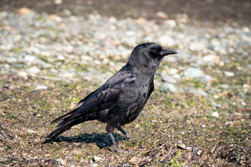 Crow on the beach