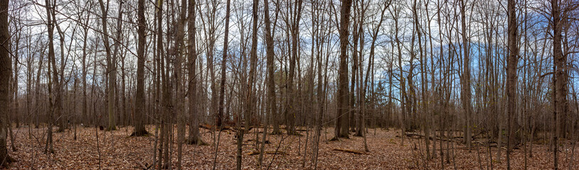 Obraz premium Colour panorama landscape photograph taken at Lemoine Point Conservation Area on a clear summer day in Kingston, Ontario Canada. 