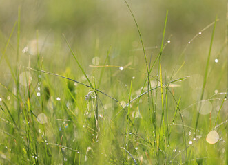 green grass on morning meadow