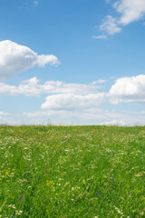niebo blue sky cloud niebo chmury lato summer łąka meadow polana lea - obrazy, fototapety, plakaty