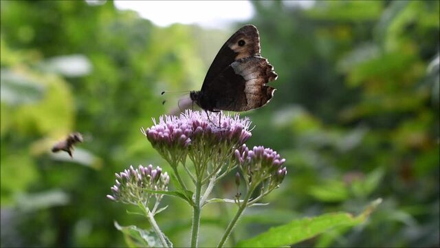 Großer Waldportier, Hipparchia fagi, auf Wasserdost verteidigt seine Nahrungsquelle gegen Bienen, Schmetterling auf Blume