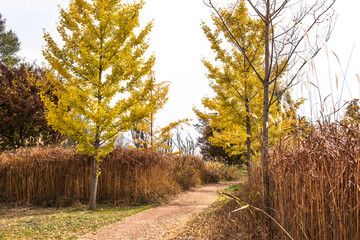 Beautiful leave and tree in a park,yellow,orange, green, red colors and autumn landscape.