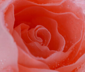 close up macro of a rose