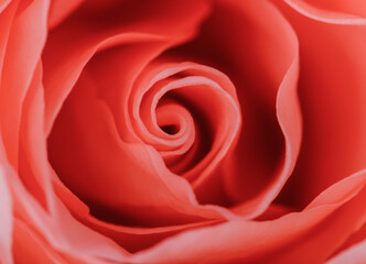 close up macro of a rose