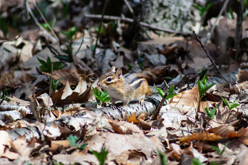 Colour wildlife photograph of a chipmunk scurrying along the forest floor on a clear summer day Lemoine Point Conservation Area in Kingston, Ontario Canada.
