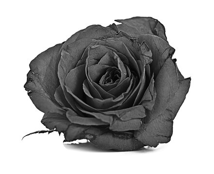 black roses isolated on white background