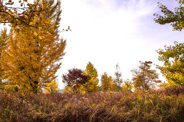 Beautiful leave and tree in a park,yellow,orange, green, red colors and autumn landscape.