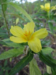 yellow flower in the garden
