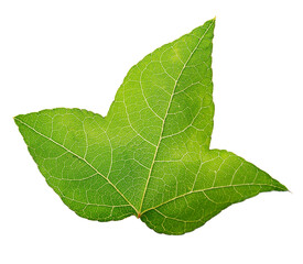 Maple leaf isolated on white background