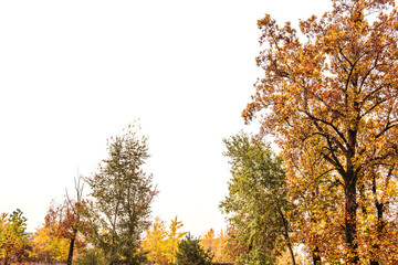Beautiful leave and tree in a park,yellow,orange, green, red colors and autumn landscape.