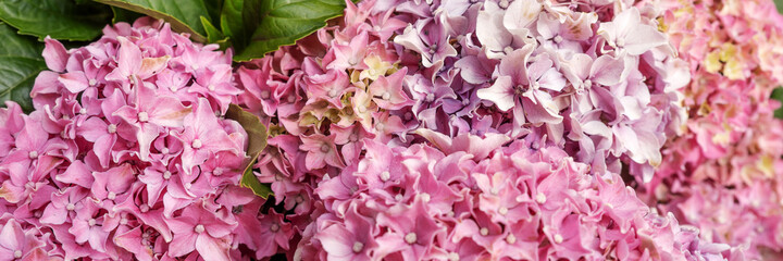 Panoramic image. Closeup Hydrangea flower (Hydrangea macrophylla) blooming in summer in the garden