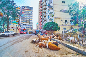 The herd of sheep in city, Alexandria, Egypt