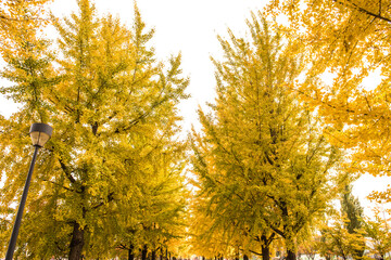 Fototapeta na wymiar Beautiful leave and tree in a park,yellow,orange, green, red colors and autumn landscape.