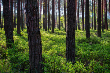 Obraz premium Tall high dense and slim trees in the bright, sunny woods / forest with green bushes and forest litter and sky on the background