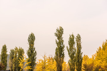 Fototapeta premium Beautiful leave and tree in a park,yellow,orange, green, red colors and autumn landscape.