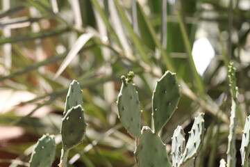 plant