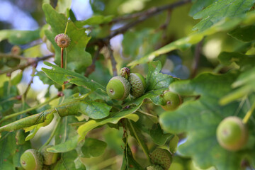 Oak branch with green leaves and acorns