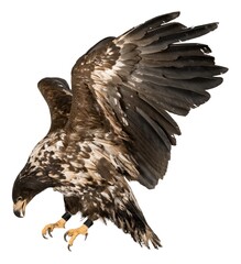 Hawk.