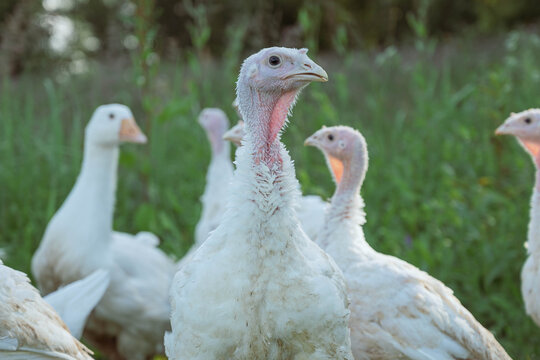White Turkey" Images – Browse 176 Stock Photos, Vectors, and Video | Adobe  Stock