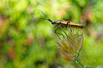 A meadow plant bug is a common grass seed pest.