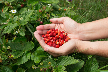Wild strawberry in female hands on a background of bushes of strawberries..