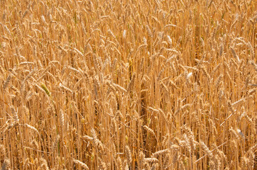 Fototapeta premium spikelets of ripe wheat golden background harvest in the field