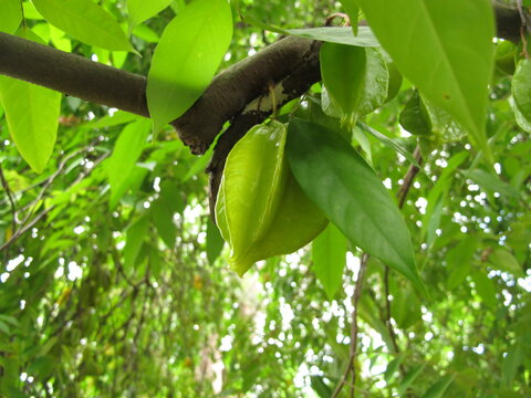 Sternfrucht / Star fruit