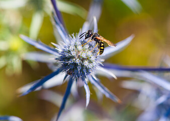 

close-up little wasp sitting on a blue thorny plant 