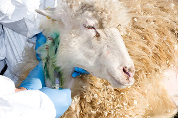 veterinarian performs blood samples on a sheep for virus research