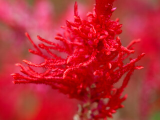 Red color Celosia flower or woolf flowers, ornamental plants