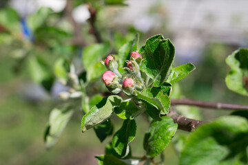 Pink flower buds of the Apple tree (lat.Malus ) in the garden.