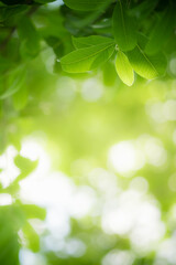 Fototapeta na wymiar Concept nature view of green leaf on blurred greenery background in garden and sunlight with copy space using as background natural green plants landscape, ecology, fresh wallpaper concept.