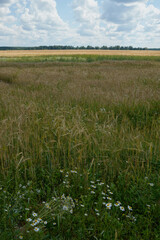 Landscape of a meadow with the distance of the outgoing forest in early autumn.