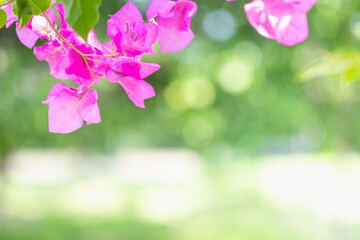 Concept nature view of pink leaf on blurred greenery background in garden and sunlight with copy space using as background natural green plants landscape, ecology, fresh wallpaper concept.