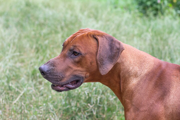 portrait eines rhodesian ridgeback rüden im profil in hohem gras