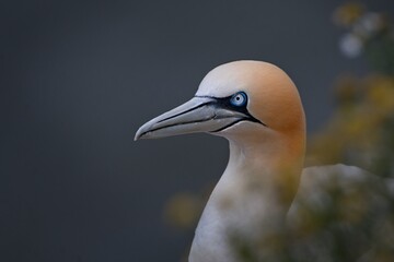 northern gannet Morus bassanus  on a cliff 
