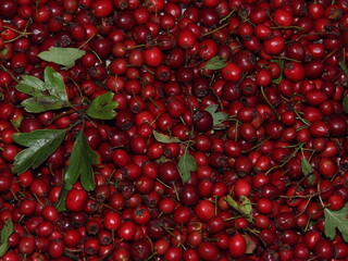 Juicy red berries of hawthorn fruit. Collecting fruits of medicinal plants.