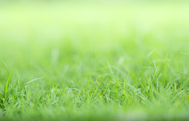 closeup of green grass on greenery blurred background and sunlight  in garden using for natural green plant ,ecology and copy space for wallpaper and backdrop.