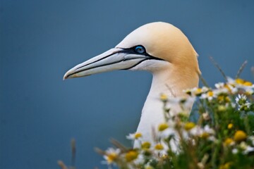 northern gannet Morus bassanus  on a cliff 