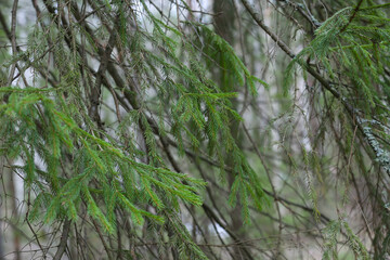 Fototapeta premium Spruce branch. Christmas tree in nature. Green spruce. 