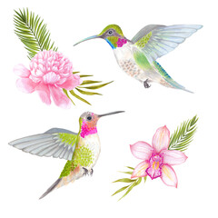 Watercolor tropical colibri hummingbird with orchid and peony flower, bamboo leaves, areca palm.