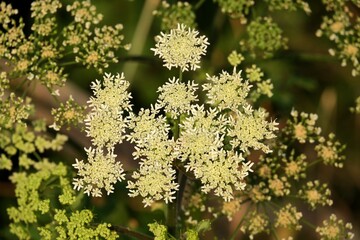 Feu d'artifice végétal.