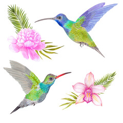 Watercolor tropical colibri hummingbird with orchid and peony flower, bamboo leaves, areca palm.