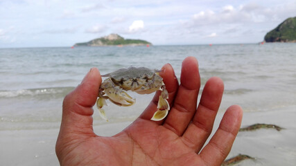 This crab is call Hanuman crab that lives in shallow water on the beach. The shell is quite round and piky.
