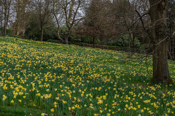 Obraz premium Field of Daffodils