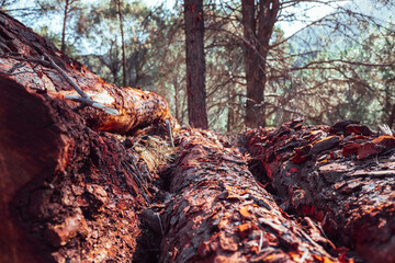 Detail of  old logs to make compost in the forest.