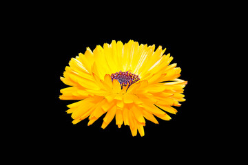 View Of Single Orange Calendula Flower Over Black Over Back Ground