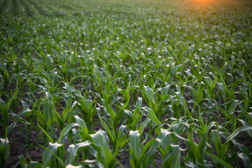Green corn on an agricultural field in the summer sunset.