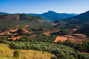 Olive fields between the mountains of Jaen, surrounded by lush mountains in Spain.